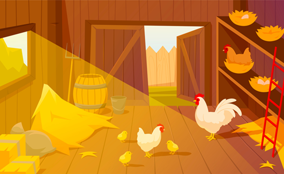 chickens picture